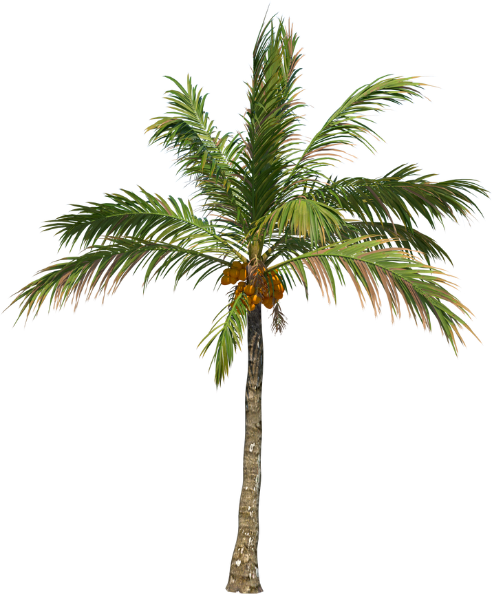 Coconut tree palm